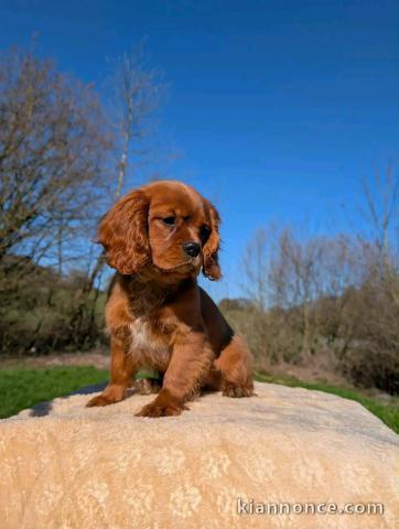 bébé chiot cavalier king charle disponible 