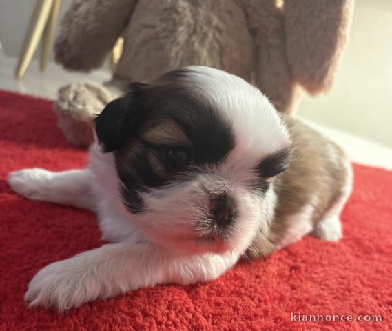 je donne chiot Shih Tzu mâle 
