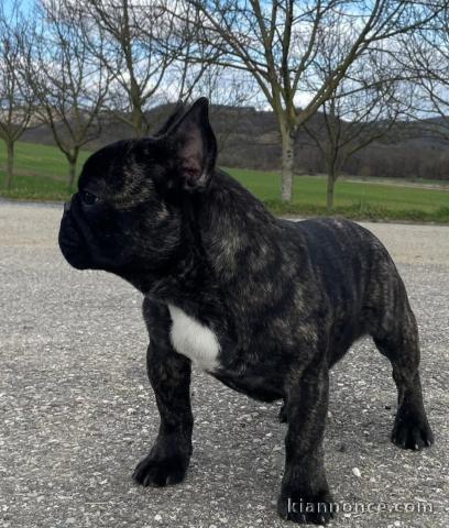adorable chiot bouledogue français 