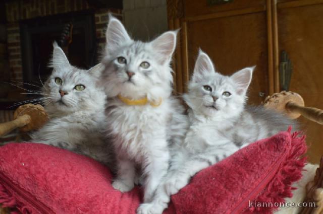 adorable chaton Maine coon femelle et mâle 