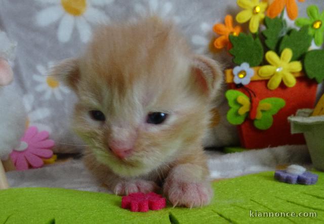 je donne mon chaton maine coon mâle 