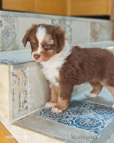 chiot berger américain nimuature 