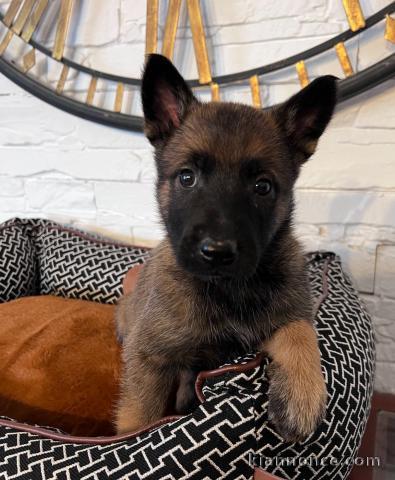 je donne chiot belge belge disponible 