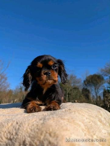 bébé chiot cavalier king charle 