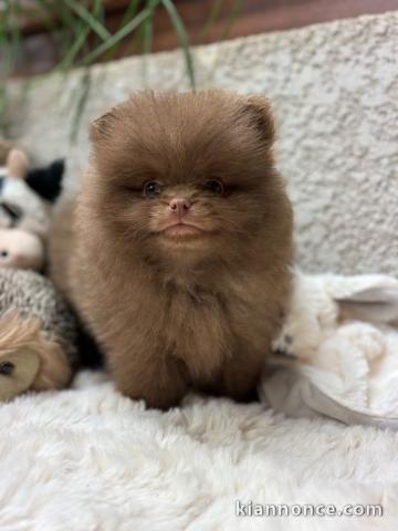 adorable chiot spitz nain disponible 