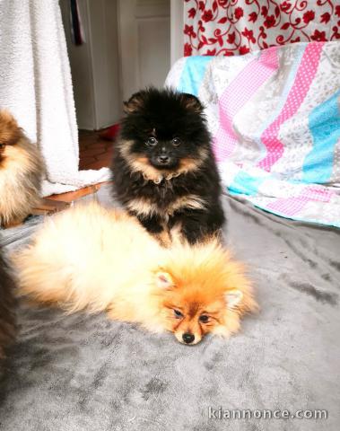 adorable chiot spitz nain disponible 