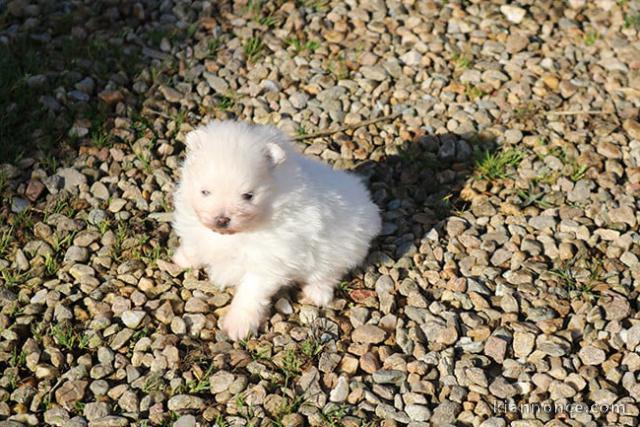 je donne chiot Spitz nain disponible 