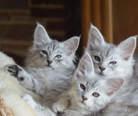 chaton maine coon disponible 