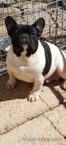 je donne chiot bouledogue français 