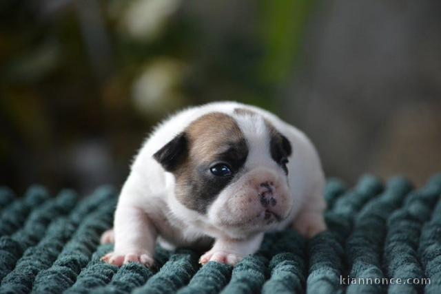 chiot type bouledogue français disponible 