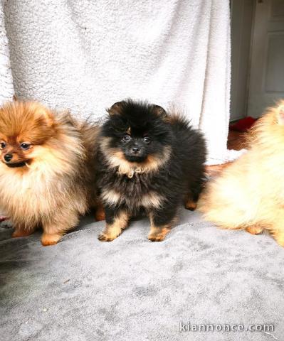 chiot type spitz nain Poméranie disponible 