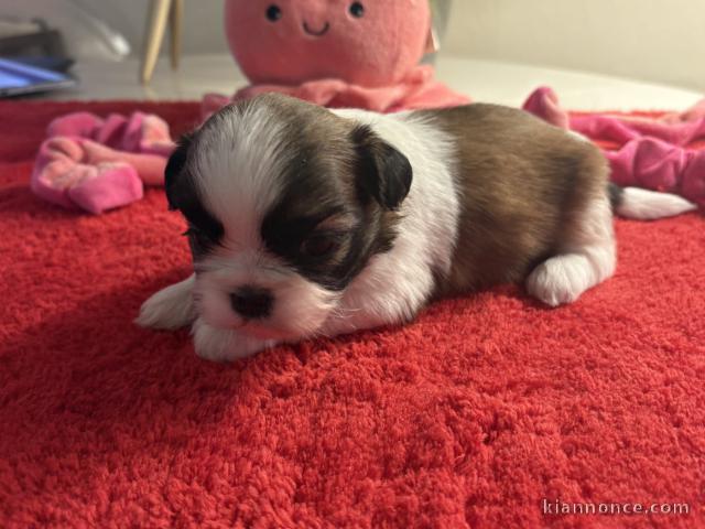adorable chiot Shih a donner 