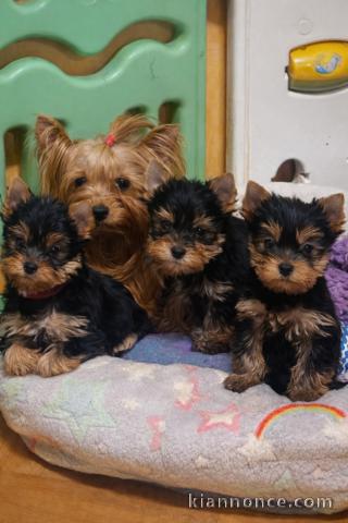 chiot Yorkshire terrier pour adoption 