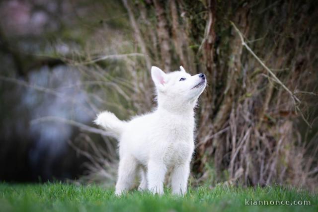 chiot type husky sibérien adorable 