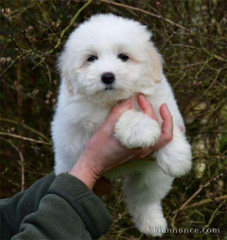 chiot coton de Tuléar adorable disponible 