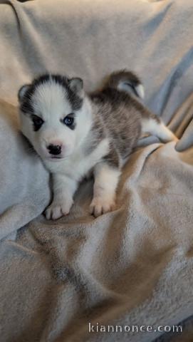 magnifique chiot husky sibérien 