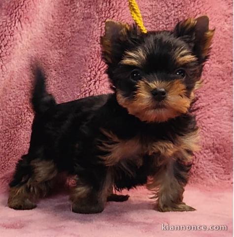 chiot Yorkshire terrier femelle a donner 