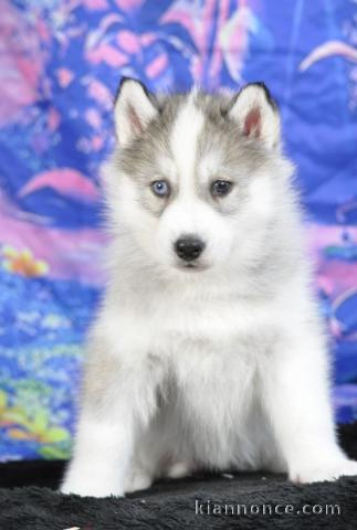 chiot husky sibérien à donner 