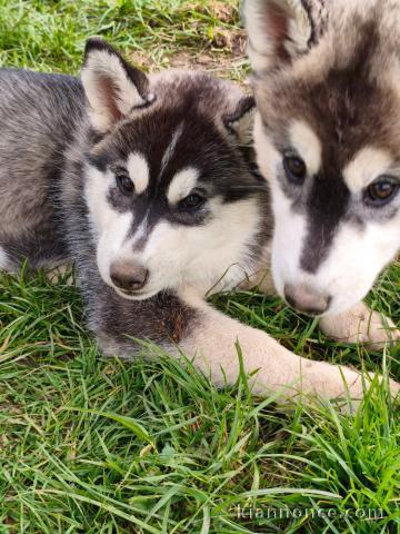 chiot husky sibérien adorable disponible 