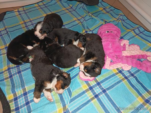 chiot bouvier bernois a réservé 