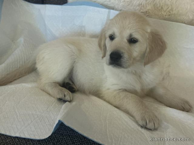 chiot golden retriever mâle a donner 