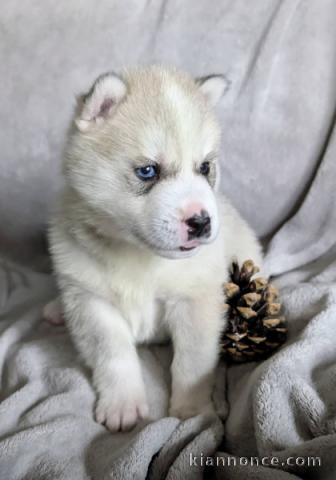 Magnifique chiot husky sibérien 