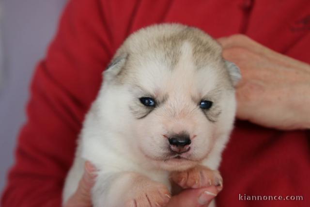 Adorable chiot husky sibérien femelle 