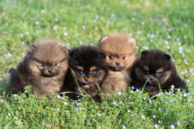 Adoption chiot sibérien husky 