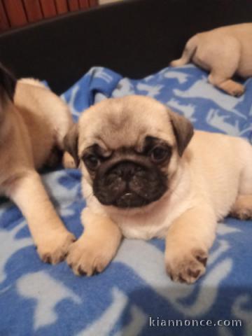 Je donne chiot carlin disponible 