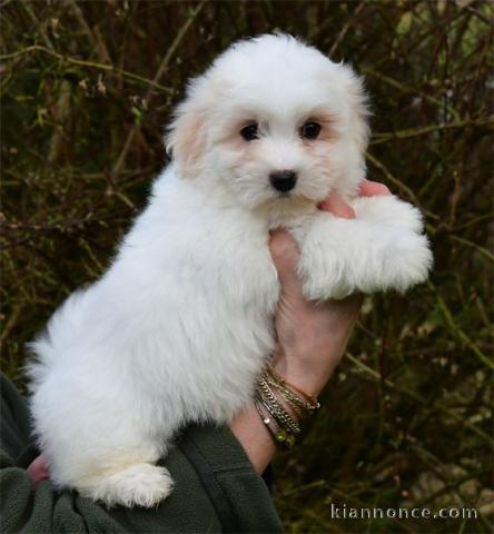 Bébé chiot coton de Tuléar adorable 