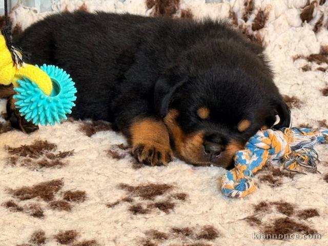 chiot rottweiler à donner 