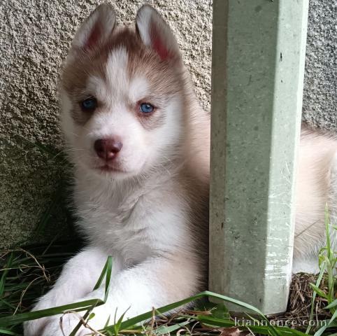 je donne chiot husky sibérien adorable 
