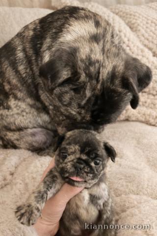 bébé chiot type carlin disponible 