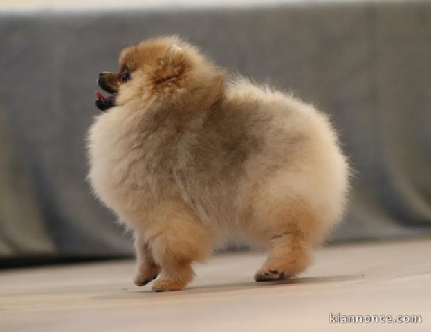 chiot type spitz allemand à vendre 