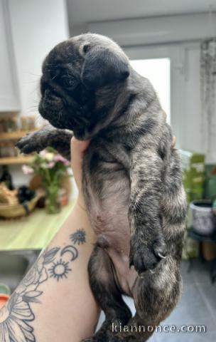 chiot carlin disponible pour adoption 