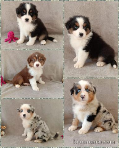 Dons bébé chiot berger australien disponible 
