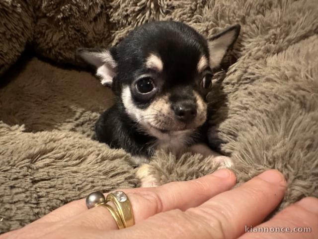 chiot chihuahua mâle a donner 
