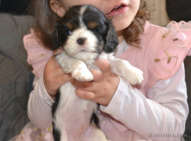 chiot cavalier king charle disponible 