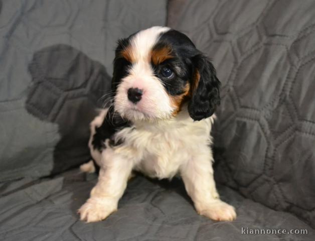 je donne chiot cavalier king charle 
