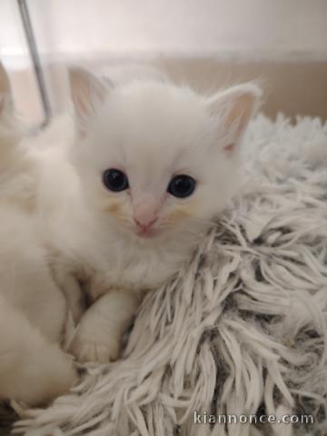 je donne mon chaton ragdoll femelle 
