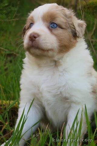 chiot berger australien disponible 