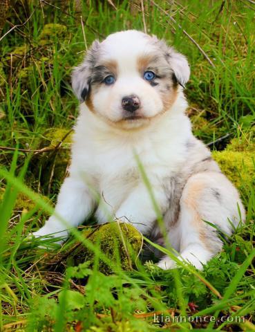 chiot type berger australien mâle à donner 