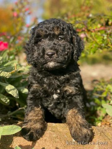 chiot cockapoo disponible pour adoption 