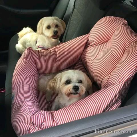 chiot type bichon maltais disponible 