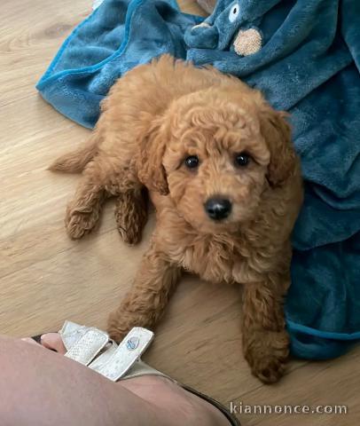 magnifique chiot cockapoo disponible 
