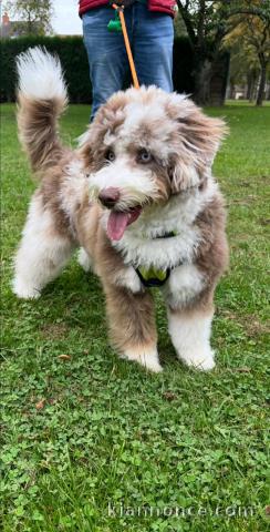 adorable chiot cockapoo disponible 