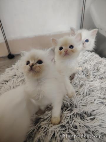 chaton ragdoll femelle a donner 