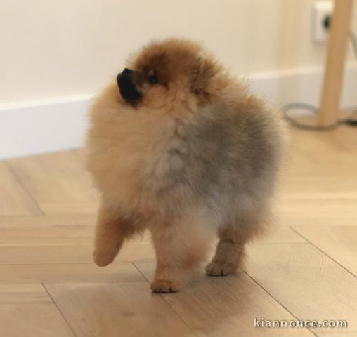 magnifique chiot spitz allemand 