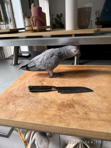 perroquet gris du Gabon pour adoption 
