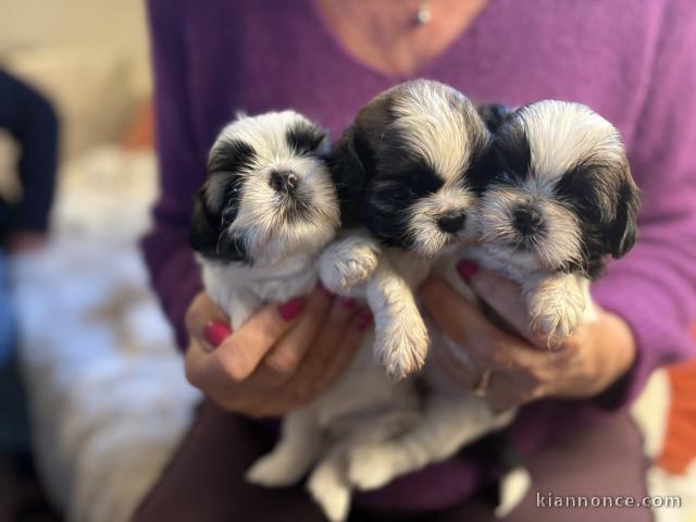 Dons bébé chiot Shih Tzu lof 